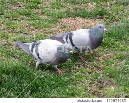 兩隻鴿子在草坪上尋找食物 兩隻鴿子在草坪上尋找食物 123973685