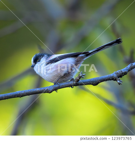 Long-tailed tit perched on a branch, photographed from a walking path Long-tailed tit perched on a branch, photographed from a walking path 123973765