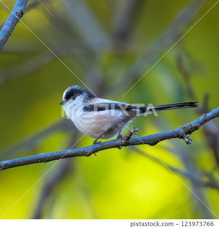 Long-tailed tit perched on a branch, photographed from a walking path 123973766