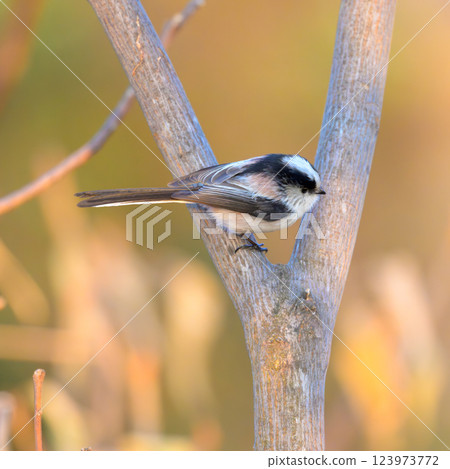 Long-tailed tit perched on a branch, photographed from a walking path Long-tailed tit perched on a branch, photographed from a walking path 123973772
