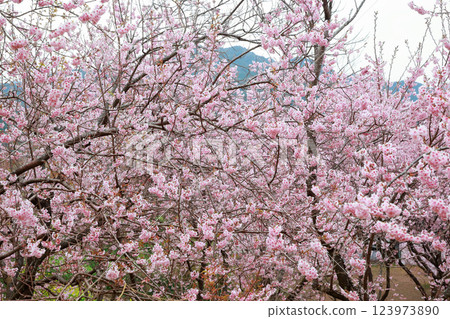 河津櫻花宣布春天的到來 123973890