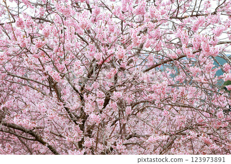 河津櫻花宣布春天的到來 123973891