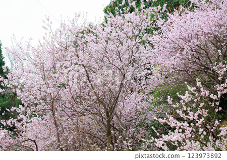 河津櫻花宣布春天的到來 123973892