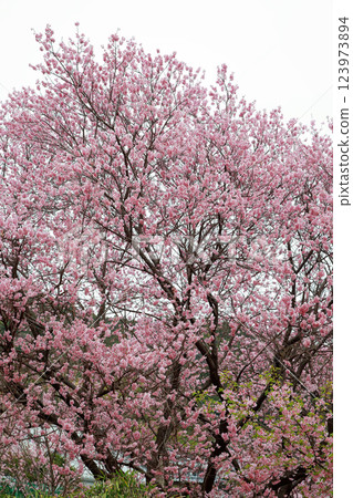 河津櫻花宣布春天的到來 河津櫻花宣布春天的到來 123973894