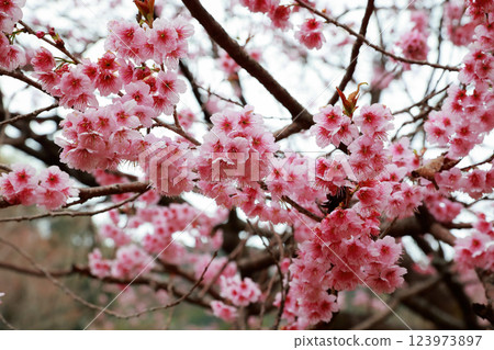 河津櫻花宣布春天的到來 123973897