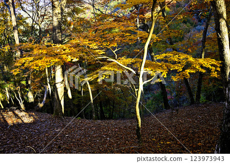 Misaka Mountains: Autumn forest with sunlight shining through it, yellow leaves of Japanese maple Misaka Mountains: Autumn forest with sunlight shining through it, yellow leaves of Japanese maple 123973943