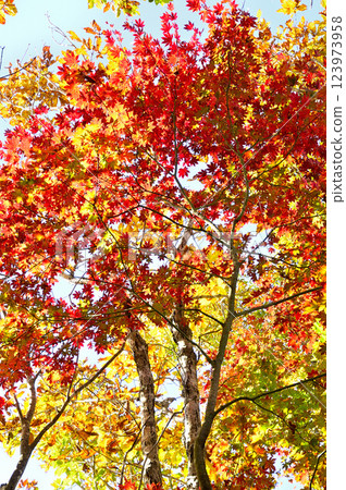 Panorama platform in the Misaka Mountains: Autumn leaves of maple trees 123973958