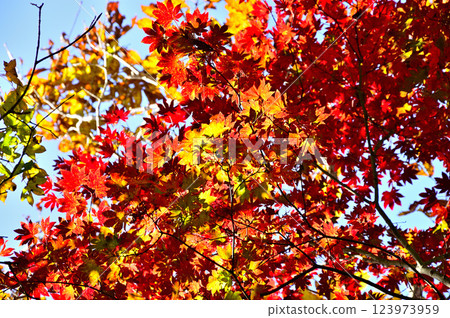 Panorama platform in the Misaka Mountains: Autumn leaves of maple trees Panorama platform in the Misaka Mountains: Autumn leaves of maple trees 123973959
