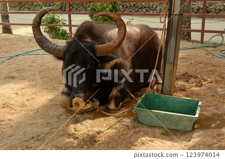 A buffalo taking a nap A buffalo taking a nap 123974014
