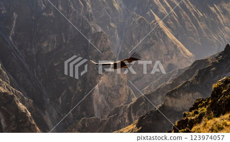 Stunning andean condor flying over the colca canyon, Peru 123974057