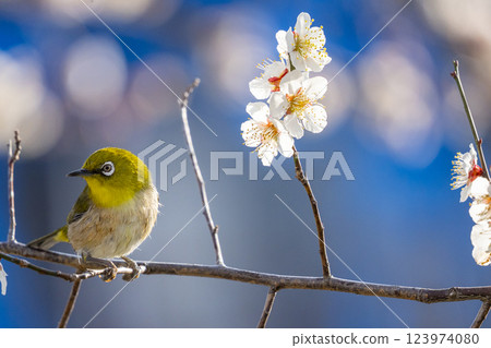 Plum blossoms and Japanese white-eye (Umejiro) 123974080