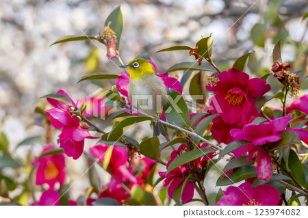 Camellia and mezzo Camellia and mezzo 123974082