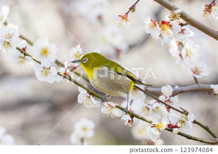 梅花和日本繡眼鳥（Umejiro） 123974084