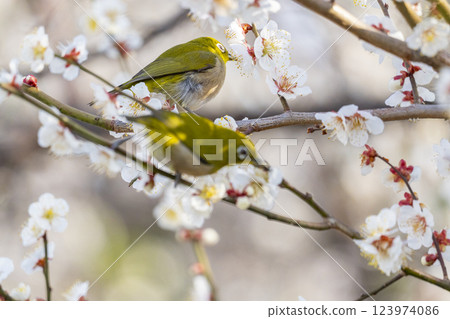 梅花和日本繡眼鳥（Umejiro） 123974086