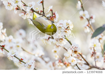 A Japanese white-eye (Umejiro) sucking nectar from a plum tree A Japanese white-eye (Umejiro) sucking nectar from a plum tree 123974088