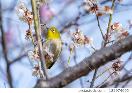 梅花和日本繡眼鳥（Umejiro） 123974095