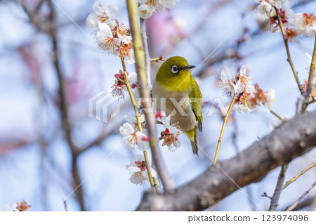 梅花和日本繡眼鳥（Umejiro） 123974096