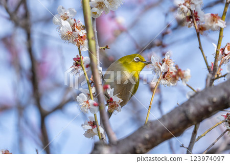 一隻日本繡眼鳥（梅白）正從李子樹上吸食花蜜 123974097