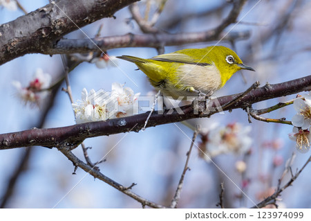 一隻日本繡眼鳥（梅白）正在對著李子樹撒尿 123974099