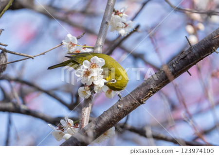 A Japanese white-eye (Umejiro) sucking nectar from a plum tree 123974100