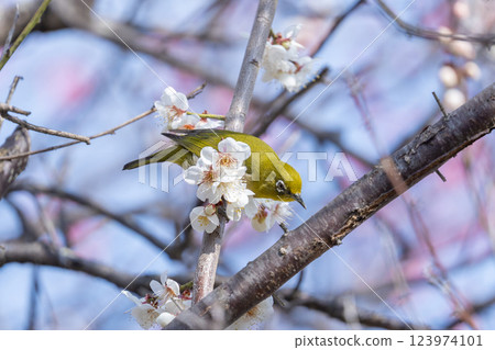 梅花和日本繡眼鳥（Umejiro） 123974101
