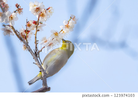 A Japanese white-eye (Umejiro) sucking nectar from a plum tree 123974103