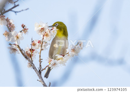A Japanese white-eye (Umejiro) sucking nectar from a plum tree 123974105