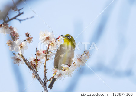 Plum blossoms and Japanese white-eye (Umejiro) Plum blossoms and Japanese white-eye (Umejiro) 123974106