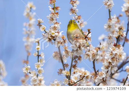 梅花和日本繡眼鳥（Umejiro） 123974109