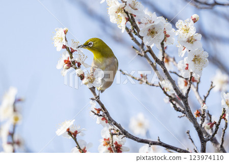 A Japanese white-eye (Umejiro) sucking nectar from a plum tree 123974110