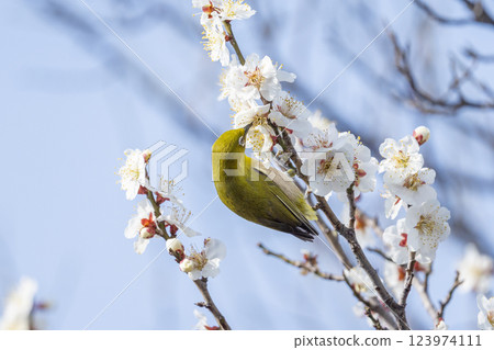A Japanese white-eye (Umejiro) sucking nectar from a plum tree 123974111
