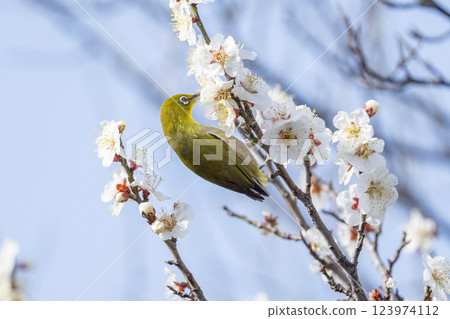 A Japanese white-eye (Umejiro) sucking nectar from a plum tree 123974112