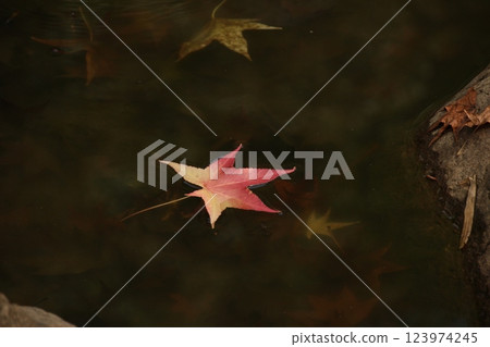 Autumn leaves floating in water 123974245