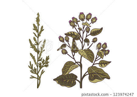 Botanical medicinal plants isolated on white background. Hand drawn colorful plants with stems, leaves, flowers, fruits vector illustration. Graphic design elements for Traditional medicine Print Card 123974247