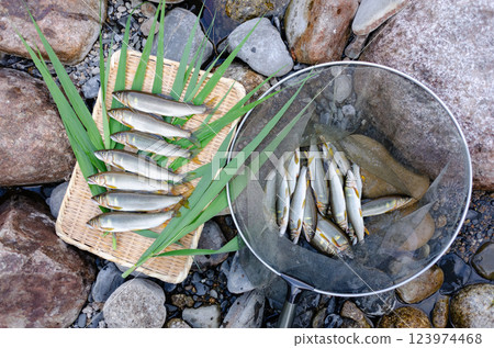 新鮮的新鮮ayu 新鮮的新鮮ayu 123974468