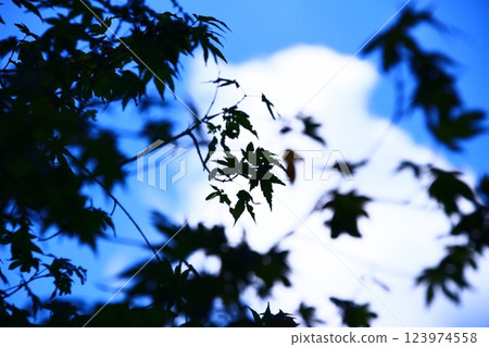 Fresh green leaves of maple trees shining against the blue sky 123974558