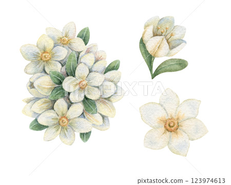Jasmine flower set in a nostalgic Easter theme. Realistic hand drawn watercolor artwork with fine details. Perfect for card design. Ideal for festive decor and spring botanical artwork. Jasmine flower set in a nostalgic Easter theme. Realistic hand drawn watercolor artwork with fine details. Perfect for card design. Ideal for festive decor and spring botanical artwork. 123974613