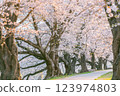 清晨的櫻花隧道 123974803