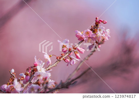 足柄之春：一關原根的春季櫻花 123974817