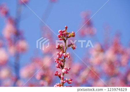 Spring in Ashigara: Spring Cherry Blossoms at Ichinoseki Harane 123974829
