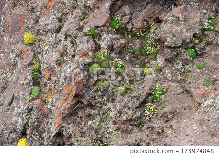 Colorful Moss and Lichens Thriving on Rocky Terrain in a Natural Setting Colorful Moss and Lichens Thriving on Rocky Terrain in a Natural Setting 123974848