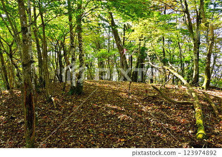 禦坂山脈橫澤峠：森林中的山峰 123974892