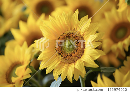 花店裡一排排的向日葵 AI 影像 123974920