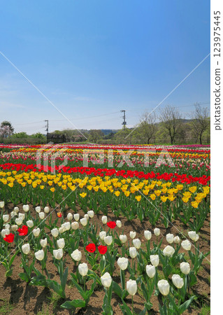 Kanto, Togawa Park, Spring in full swing, Tulip fields spreading as far as the eye can see, Hadano City, Kanagawa Prefecture (6) 123975445