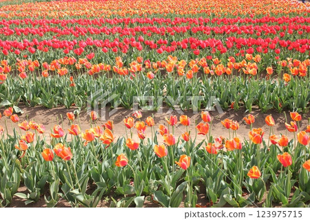 ~Tulip field~ .◦.◦.◦.◦. tulips garden .◦.◦.◦.◦. ~Tulip field~ .◦.◦.◦.◦. tulips garden .◦.◦.◦.◦. 123975715
