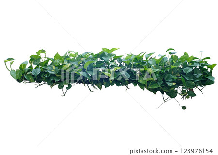 Heart shaped green leaves vine ivy plant bush of devil's ivy 123976154