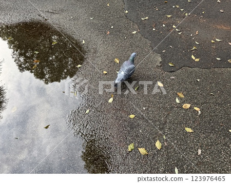 Pigeons walking near a puddle 123976465