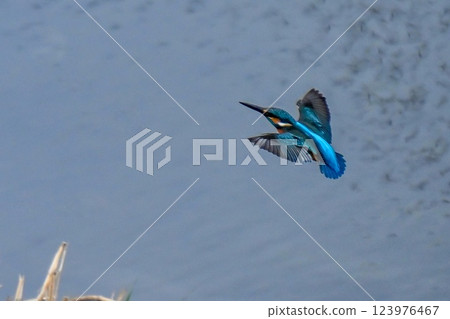 [生物] 藍色的鳥：翠鳥。它快速起飛，瞬間捕獲獵物並返回。它是一隻可愛又美麗的小鳥。 123976467