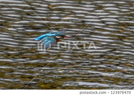 [生物] 藍色的鳥：翠鳥。它快速起飛，瞬間捕獲獵物並返回。它是一隻可愛又美麗的小鳥。 123976470