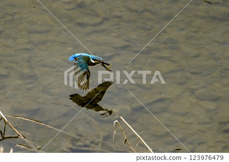 [Living things] Bluebird Kingfisher. It flies away quickly, catches its food in an instant, and returns. It is a cute and beautiful little bird. 123976479